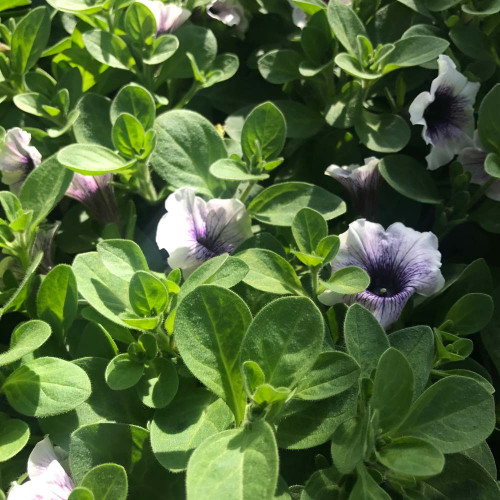 Surfinia Cascade Sweetunia Purple Spotlight