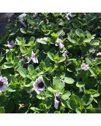 Surfinia Cascade Sweetunia Purple Spotlight