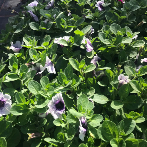 Surfinia Cascade Sweetunia Purple Spotlight