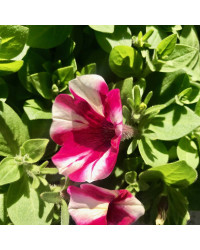 Surfinia Cascade Sweetunia Hot Pink Touch