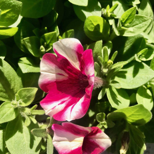 Surfinia Cascade Sweetunia Hot Pink Touch