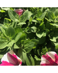 Surfinia Cascade Sweetunia Hot Pink Touch