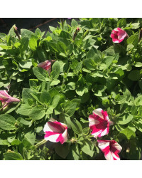 Surfinia Cascade Sweetunia Hot Pink Touch