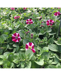 Petunia Cascadias Bicolor Cabernet