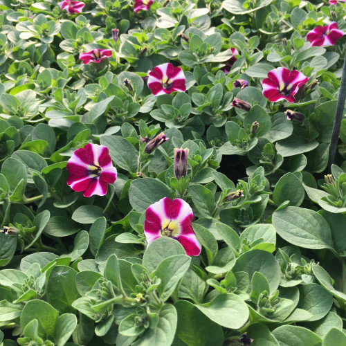 Petunia Cascadias Bicolor Cabernet