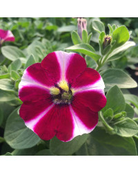 Petunia Cascadias Bicolor Cabernet