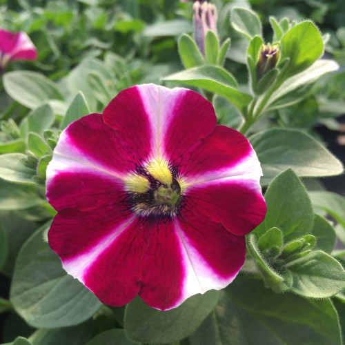 Petunia Cascadias Bicolor Cabernet