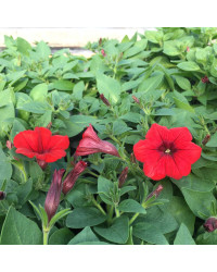 Petunia Surfinia Deep Red