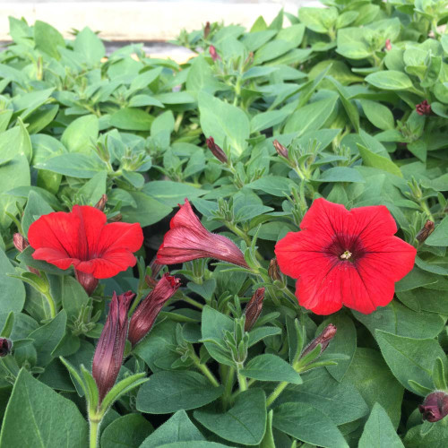 Petunia Surfinia Deep Red