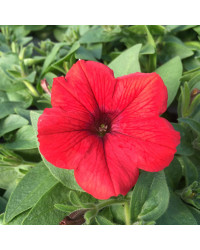 Petunia Surfinia Deep Red