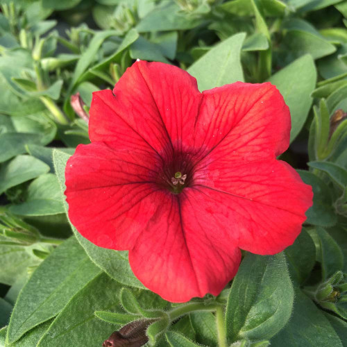 Petunia Surfinia Deep Red