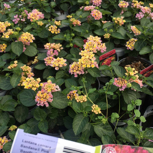 Lantana Bandana Rose