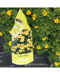 Bidens Ferulifolia Yellow Charm