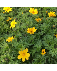 Bidens Ferulifolia Yellow Charm