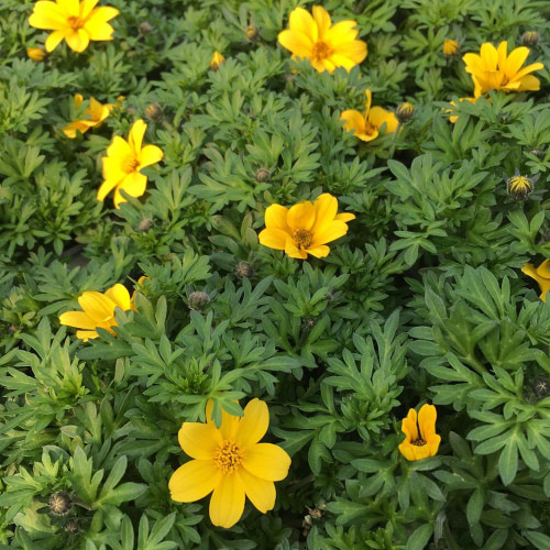 Bidens Ferulifolia Yellow Charm