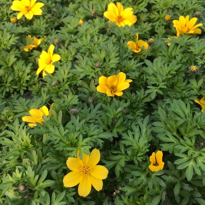 bidens vmt bidens vmt