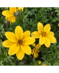 Bidens Ferulifolia Yellow Charm
