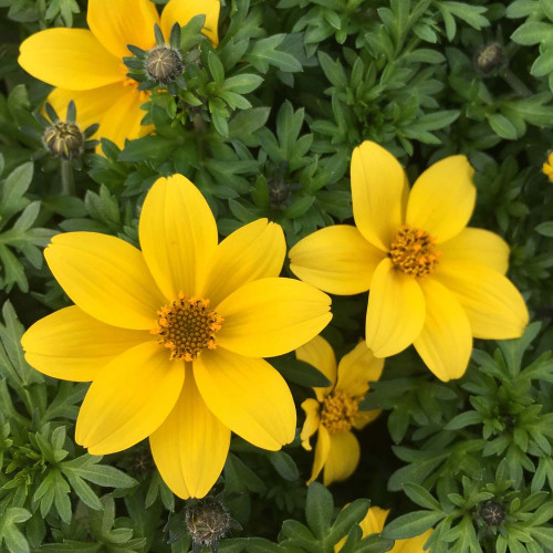 Bidens Ferulifolia Yellow Charm