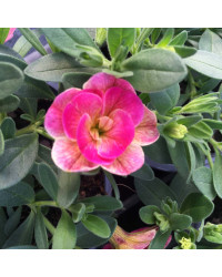 Calibrachoa Chameleon Double Pink Yellow
