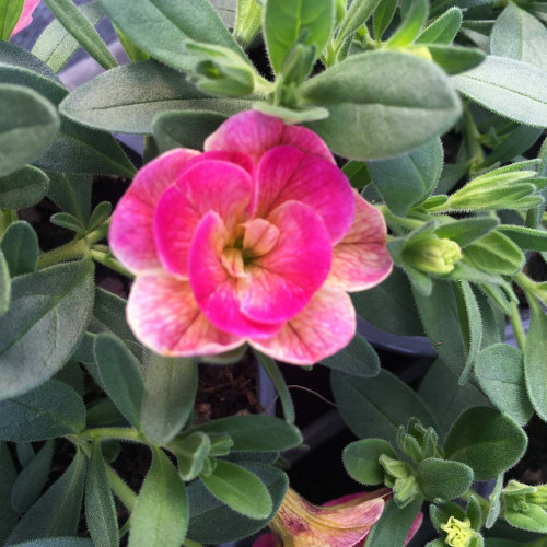Calibrachoa Chameleon Double Pink Yellow