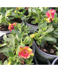 Calibrachoa Chameleon Double Pink Yellow
