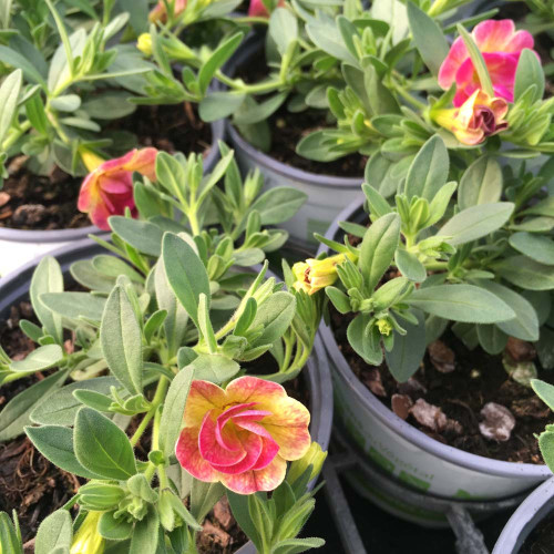 Calibrachoa Chameleon Double Pink Yellow