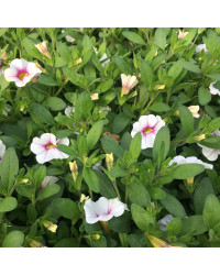 Calibrachoa Noa Almond Blossom