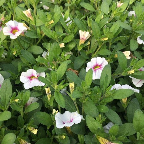 Calibrachoa Noa Almond Blossom