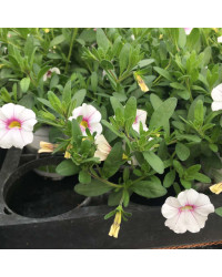 Calibrachoa Noa Almond Blossom