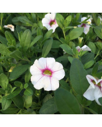 Calibrachoa Noa Almond Blossom