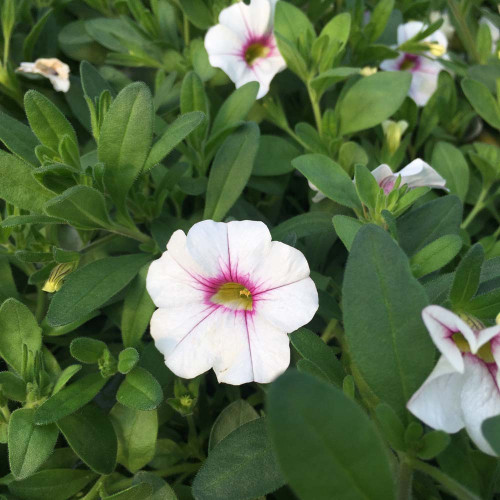 Calibrachoa Noa Almond Blossom