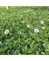 Calibrachoa Noa Almond Blossom