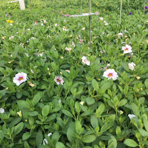 Calibrachoa Noa Almond Blossom