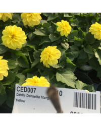 Dahlia Dahlietta Select Margareth