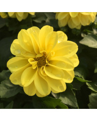 Dahlia Dahlietta Select Margareth