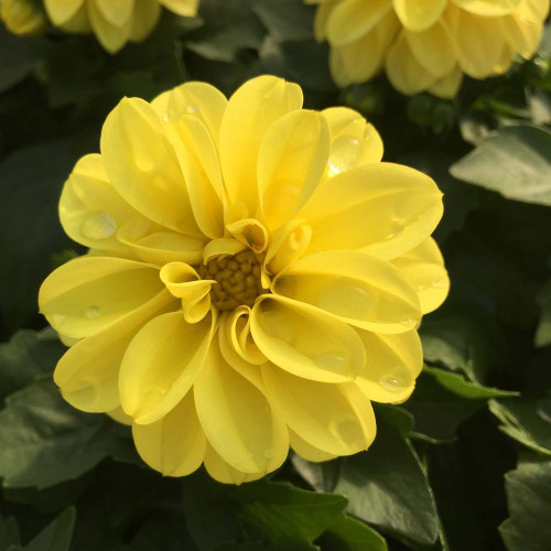 Dahlia Dahlietta Select Margareth