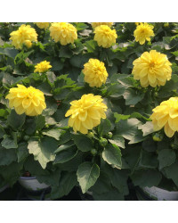 Dahlia Dahlietta Select Margareth