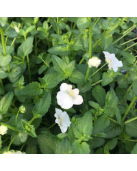 Diascia Genta Classic White
