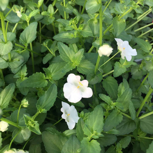 Diascia Genta Classic White