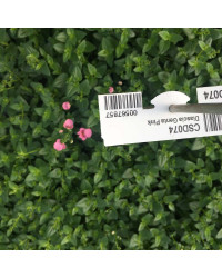 Diascia Genta Pink