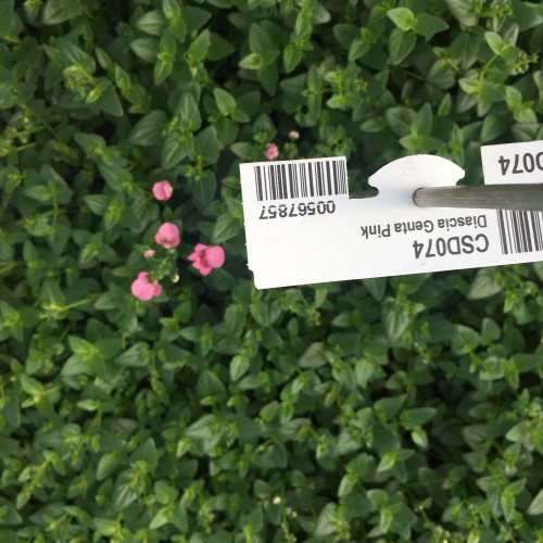 Diascia Genta Pink