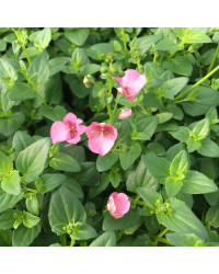 Diascia Genta Pink