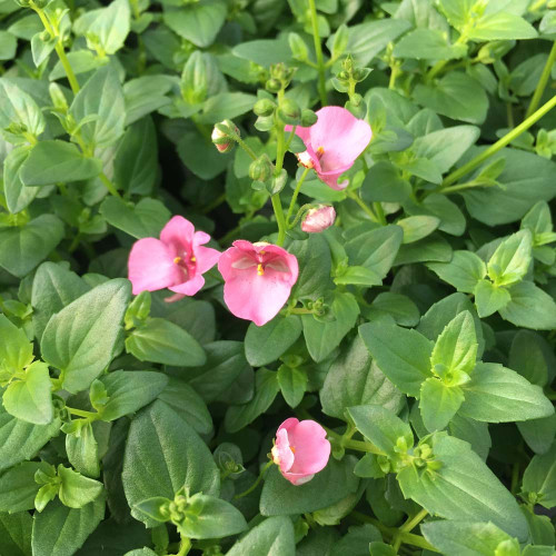 Diascia Genta Pink