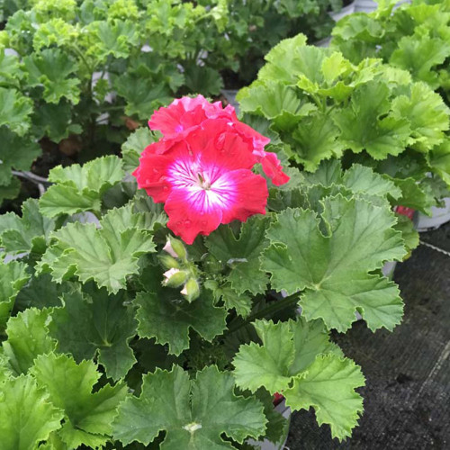 Pelargonium Pac Bermuda Cherry