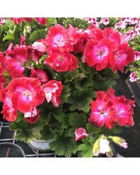 Pelargonium Pac Bermuda Cherry