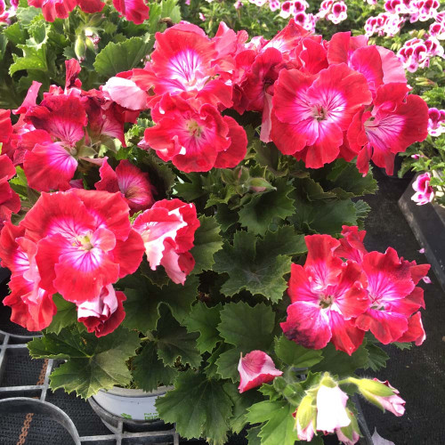 Pelargonium Pac Bermuda Cherry