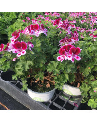 Pelargonium Pac Candy Flower Bicolor