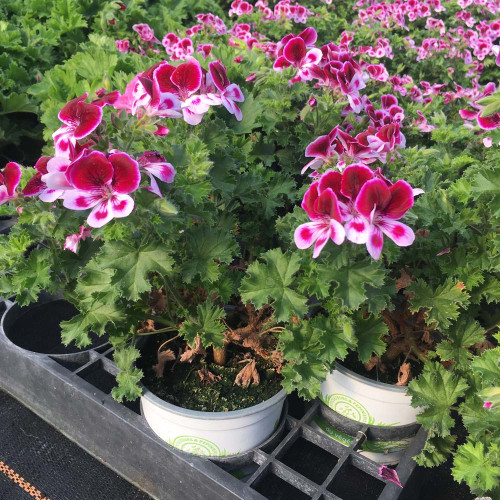 Pelargonium Pac Candy Flower Bicolor