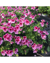 Pelargonium Pac Candy Flower Bicolor