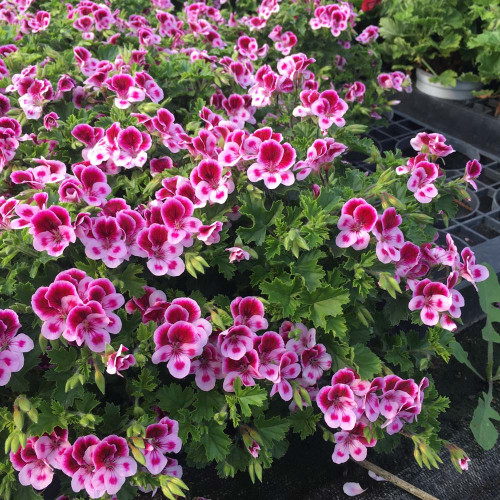 Pelargonium Pac Candy Flower Bicolor